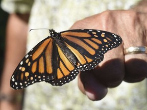 FILE - In this Oct. 20, 2017, file photo, John Miano of Destin, Fla., holds a monarch butterfly on his fingertip as he waits for the newly tagged insect to take flight during the Panhandle Butterfly House's Monarch Madness festival in Navarre, Fla. The Trump administration is proposing changes to the government's endangered species program that wildlife advocates say could make it harder to protect monarchs.