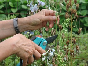 Cutting back spent flower stalks of some perennials, such as delphinium, can result in a repeat performance later in the season.