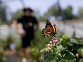 FILE - In this Aug. 19, 2015, file photo, Tom Merriman stands behind a monarch in his butterfly atrium at his nursery in Vista, Calif. Milkweed has long been considered a nuisance on North American farmlands but now, more than 100 farmers in Quebec and Vermont are planting it in their fields to help restore the declining population of monarchs, which use that plant exclusively for their eggs and to feed the caterpillars. The farmers are also tapping a new market for the milkweed fibers.