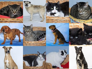 Some of the animals that had been up for adoption.