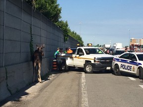 Moose on Queensway Thursday.