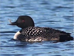 A female loon studied by veteran loon biologist Walter Piper has lost half of its upper beak but survives somehow.