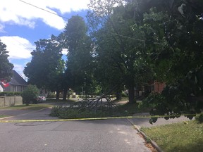 A fallen tree downed some power lines in Carlington neighbourhood Friday.