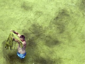 A cast net fisherman tries to keep his net from picking up floating "June Grass" (shadowy and blotchy areas in the water) as he fishes near the Okaloosa Island Fishing Pier , Okaloosa Island, Fla., Saturday,June 30, 2018.