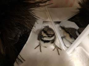 The fourth killdeer chick is thriving at the Wild Bird Care Centre.