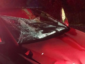 A car struck a moose on Hawthorne Rd, south of Leitrim Rd.