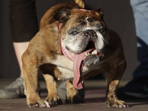 FILE - In this June 23, 2018, file photo, Zsa Zsa, an English Bulldog owned by Megan Brainard, stands onstage after being announced the winner of the World's Ugliest Dog Contest at the Sonoma-Marin Fair in Petaluma, Calif. The 9-year-old English bulldog died just weeks after winning the contest. Brainard told NBC's "Today" Zsa Zsa died in her sleep Tuesday, July 10.