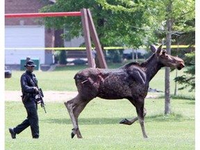 Police officer tails one of two moose that were on the loose in Orléans in 2010.