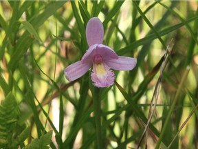 This photo shows the rose pogonia orchid that was found at an undisclosed location in the national capital region. Dan Brunton photo