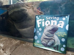 In this June 26, 2018, photo Fiona, a baby Nile Hippopotamus, sleeps in her enclosure beside a copy of "Saving Fiona" at the Cincinnati Zoo & Botanical Garden, in Cincinnati.