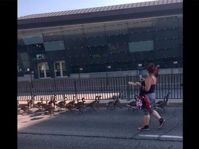 A bluesfest volunteer assists a gaggle of geese along Booth Street and keeps them safe from traffic in this still from a cellphone video shot by Rohini Gupta on Sunday night.