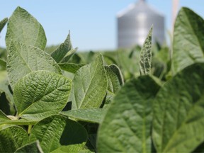 Soybean is planted in a field in in Harvard, Illinois. Soybean growers expect to lose at least US$3.2 billion during the next crop season thanks to fallout over U.S. President Donald Trump’s tariffs.