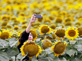 The allure of a field of blooming sunflowers should not be underestimated.