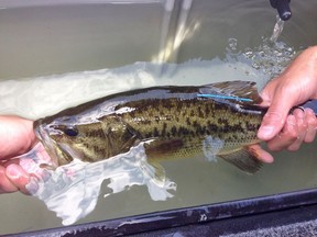 A Carleton University team is hoping to put identification tags on 10,000 fish in the Rideau system, a long-term project to understand where fish travel.