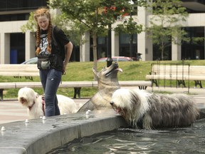 Why are we sometimes embarrassed to treat pets like members of the family? Here, pets were trying to beat the heat at a public dog fountain in Toronto recently.