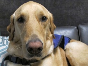 Vernon, aka "Vern," Kingston police's canine assistance intervention specialist helps helps witnesses and victims through the court process.