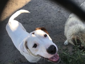 Max is one of the six dogs that survived Monday's fire. Photo by Katia Veilleux, Le Loft Canin de l'Outaouais