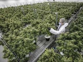 Flowering medical marijuana plants at Canopy Growth Corporation's plant in Smiths Falls; the company is well positioned to jump into the retail trade in Ontario.