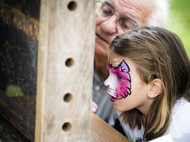 The Canada Agriculture and Food Museum held a day of activities for the whole family to celebrate World Honeybee Day Saturday August 18, 2018. five-year-old Melody Barrie takes a close look at the bees.