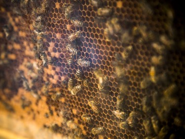 The Canada Agriculture and Food Museum held a day of activities for the whole family to celebrate World Honeybee Day Saturday August 18, 2018.