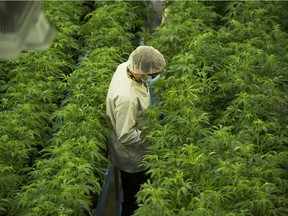 As legalization draws nearer, Tweed and other marijuana producers are pushing to meet demand, but will they end up with far more pot than they know what to do with?