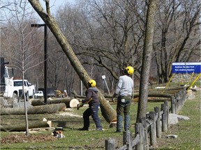 Trees damaged by emerald ash borer being cut down.