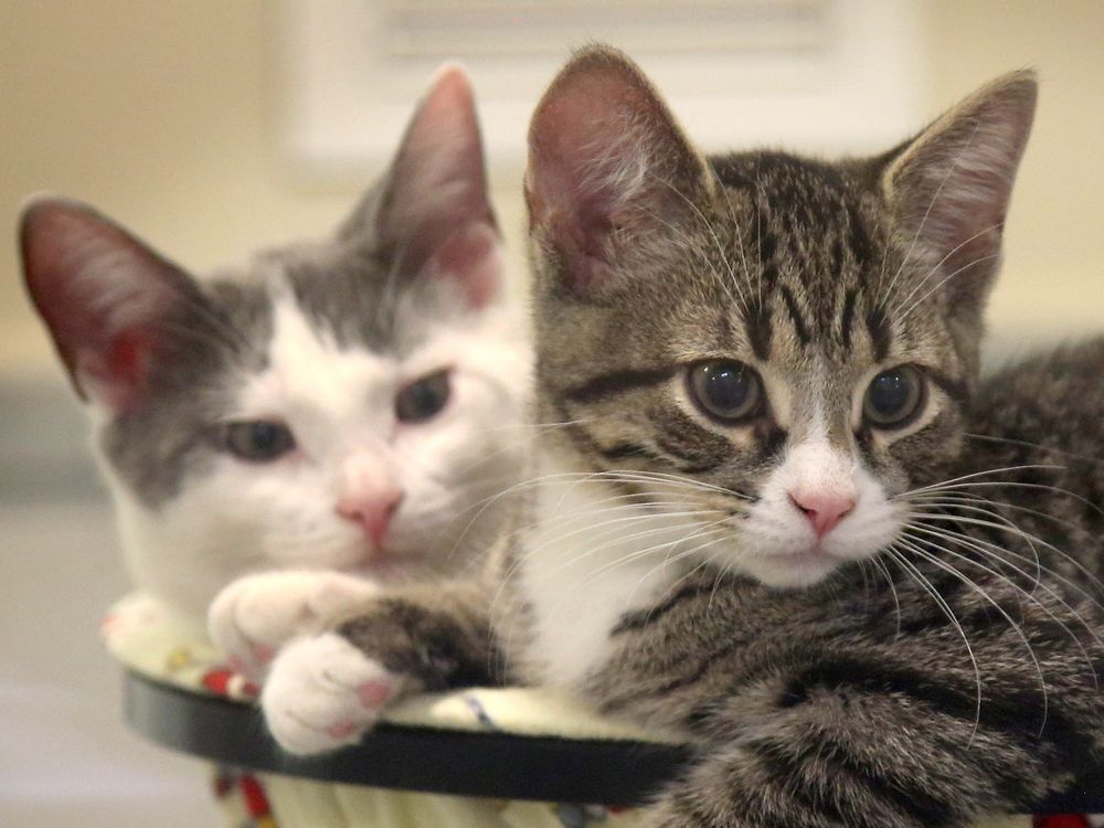 Kitty Crisis Nearly 500 Cats Awaiting Homes At The Ottawa Humane   12975401 