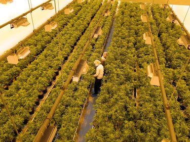 The vegetation room inside Canopy Growth's new Tweed visitor centre.