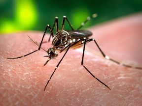 Mosquitoes in Windsor-Essex have tested positive for West Nile Virus.