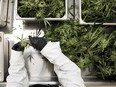 Canopy Growth employees process medical marijuana in the Tweed location in Smiths Falls, ON, Wednesday, March 21, 2018.