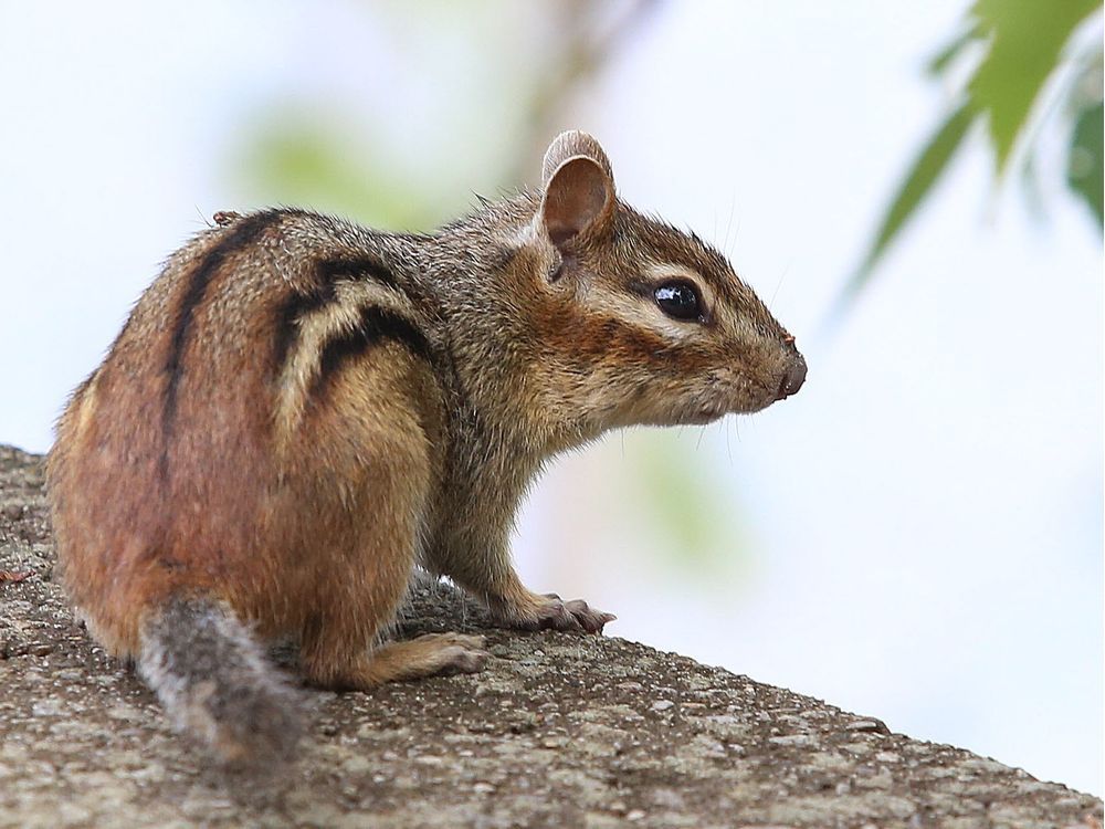 Welcome to Ottawa's summer of the chipmunk