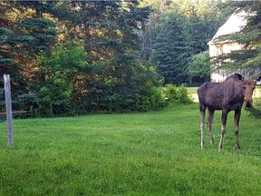 Bruce the moose