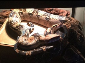 Murphy the dwarf boa  constrictor (the light coloured one) is still missing.