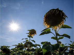 Sunflowers are seen under the sun, on July 27, 2018, near Gampelen, Switzerland. Record high temperatures have been registered across the Northern Hemisphere in recent weeks, from Norway to Japan.