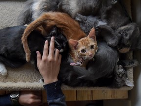 A man plays with kittens.