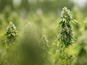 In this file photo taken on December 5, 2016 flowering medicinal marijuana plants are seen at Tweed INC in Smith Falls, Ontario.