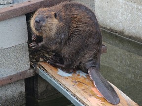 Beavers are native to North America from the Canadian tundra-line to northern Mexico.