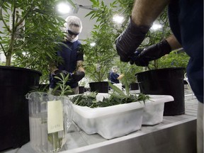 Workers produce medical marijuana at Canopy Growth Corporation's Tweed facility in Smiths Falls.