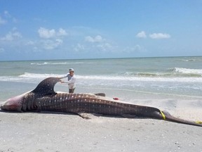 Biologists perform a necropsy on a whale shark that died in Florida waters.