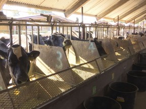 In this June 8, 2018 image taken from video, dairy cows eat feed mixed with seaweed in a dairy farm at the University of California, Davis, in Davis, Calif. UC Davis is studying whether adding small amounts of seaweed to cattle feed can help reduce their emissions of methane, a potent greenhouse gas that's released when cattle burp, pass gas or make manure. Dairy farms and other livestock operations are major sources of methane.