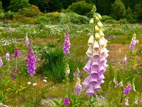 This June 13, 2017 photo shows several stands of foxglove or digitalis growing wild.  Although it produces beautiful blooms, foxglove can trigger irregular heart rates, seizures and breathing irregularity in dogs, cats, horses and a variety of other animals when eaten in quantity. All parts of the plant are considered toxic. Poisonous plants can harm your pets or your livestock. Learn to recognize toxic weeds and their symptoms.