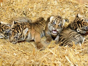 The Aug. 23, 2018 photo provided by Tierpark Berlin Friday, Aug. 24, 2018 shows four rare Sumatran tigers - two female and two male cubs - who were born on Aug. 4.