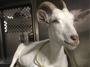The Ottawa bylaw office tweeted a photo of a goat that they picked up wandering near Kinburn. It's the third goat they've picked up this year.