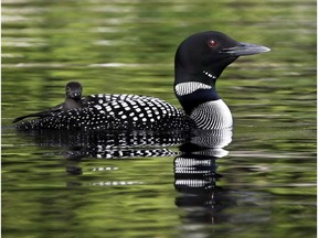 Loon