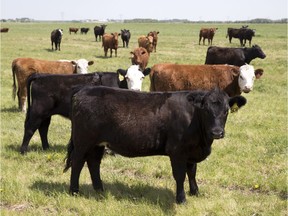 Cows are pictured on a Canadian ranch.