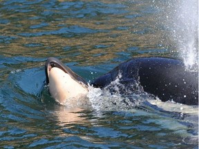 Tahlequah pushes her dead calf on the second day of her long, sad journey. when Tahlequah did not let her emaciated calf sink to the bottom of the Pacific, but rather balanced it on her head and pushed it along as she followed her pod, researchers thought they understood what was happening.