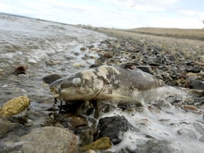Dead catfish were found along the banks of the Ottawa River near Arnprior in mid-August 2006.