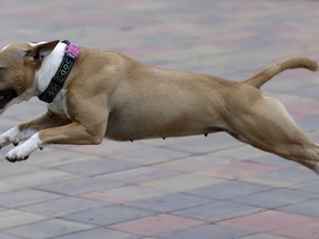 The pet bull terrier owned by Czech entrepreneur Robert Hasek, wearing a doggy fitness tracker attached to the dog collar during a demonstration in Prague, Czech Republic, Friday, Aug. 10, 2018. The Actijoy fitness tracker system not only tracks activity but also how rigorous it is, and comes with a internet-connected bowl that monitors food and water consumption, to make sure the dog has a healthy lifestyle.