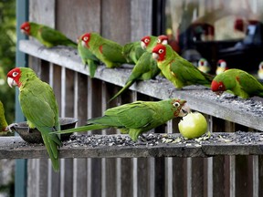 In this Feb. 21, 2012, file photo, parrots stop for some seed and an apple at the home of Joe Sulley in Brisbane, Calif., a San Francisco suburb. Brant Ward /San Francisco Chronicle via AP