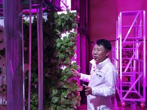 In this Aug. 9, 2018, photo, head of NextOn Choi Jae Bin explains about his farm's crop cultivation system next to sesame leaves growing on vertically stacked styrofoams at the tunnel-based vertical indoor farm NextOn in Okcheon, South Korea.